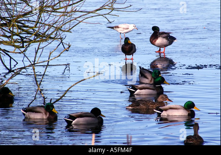 Stockente Enten im See schwimmen und Wandern auf dem Eis Park Lake, Lurgan, County Armagh, Nordirland Stockfoto