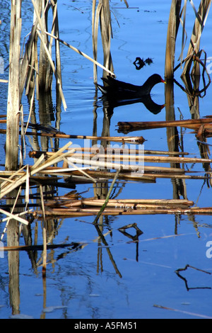 ein Teichhuhn Schwimmen unter dem Schilf und Binsen Park Lake, Lurgan, County Armagh, Nordirland Stockfoto