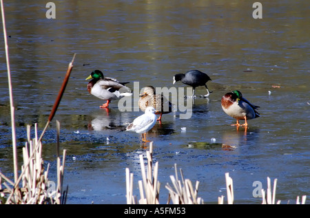 Wasservögel zu Fuß auf zugefrorenen See Park, Lurgan, County Armagh, Nordirland Stockfoto