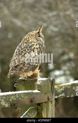 Europäische Uhu (Bubo bubo) auf einem schneebedeckten Zaun gehockt Stockfoto