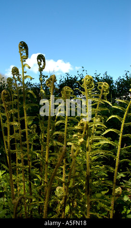 Neu keimhaft Farne in Holz in Hampshire England Vereinigtes Königreich UK-Vereinigtes Königreich-England Stockfoto