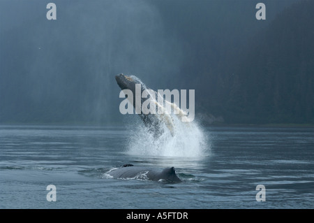 Ein Buckelwal, Verletzung, eine unverwechselbare Verhalten aus dieser Walarten. Alaska Stockfoto