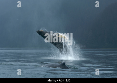 Ein Buckelwal, Verletzung, eine unverwechselbare Verhalten aus dieser Walarten. Alaska Stockfoto