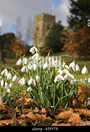 Schneeglöckchen im englischen Gottesacker UK Stockfoto