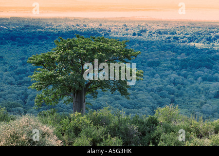 Ein Baobab Baum im Busch in der Nähe von Lake Manyara National Park in Tansania. Stockfoto