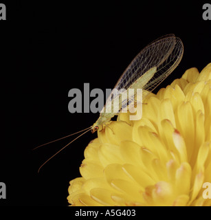 Gemeinsamen grünen Florfliege Chrysoperla Carnea Erwachsenen auf einer Ringelblumeblume Stockfoto