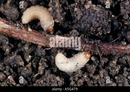 Erbsen und Bohnen Rüsselkäfer Sitona Lineatus Larven auf Wurzeln von Legumen-Ernte Stockfoto