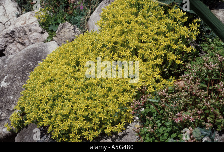 Beißen Mauerpfeffer Sedum Acre Sukkulente in Blüte auf Felsen Stockfoto