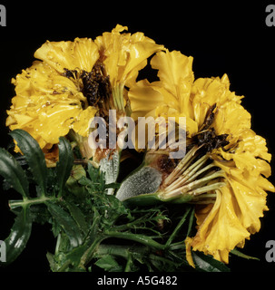 Grey Schimmelpilz Botrytis Cinerea auf eine französische Ringelblume Tagetes Blume mit dunklen faulen Zentrum Stockfoto