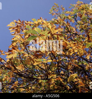 Herbstliche Laub eine Rosskastanie Baum Aesculus hippocastanum Stockfoto