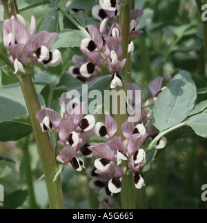 Nahaufnahme von einem Feld Bohne Vicia Fabae in Blüte Stockfoto