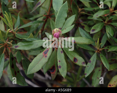 Blattflecken Glomerella Cingulata Lsionen an Rhododendron Bltter  Stockfotografie - Alamy