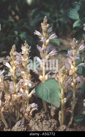 Verzweigte Roman Orobanche Ramosa Blüte in Tomaten-Ernte auf dem es ein Parasit ist Stockfoto