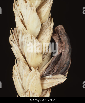 Mutterkorn Claviceps Purpurea ersetzen Korn in einer Ähre Stockfoto