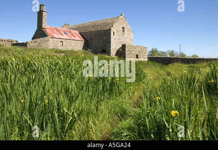 Dh Mühle Sand TANKERNESS ORKNEY alten verfallenen Mühle mit einer gelben Flagge Iris Iris pseudacorus brennen Bank Schottland Stockfoto