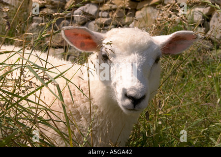 dh Schaf Lamm Tiere Landwirtschaft ein Frühlingslamm Nahaufnahme Gesicht nur Stockfoto