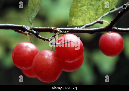 Amerikanische Pflaume, wilde Pflaume (Prunus Americana), Zweig mit reifen Früchten Stockfoto