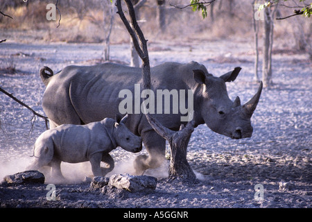 schwarze Nashorn, süchtig-lippige Rhinoceros durchsuchen Nashorn (Diceros Bicornis), ausgeführt von Kuh und Kalb, Namibia, Ongava Game Re Stockfoto