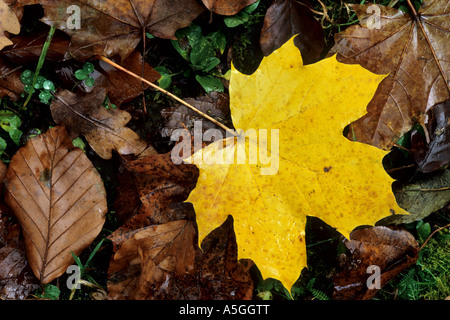 Spitz-Ahorn (Acer Platanoides), Herbstlaub, USA, Illinois, Will County Stockfoto