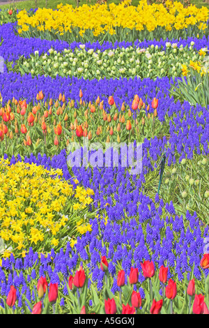 Narzisse (Narcissus spec.), Blumenteppich mit Tulpen und Traubenhyazinthen im Frühling, Niederlande Stockfoto