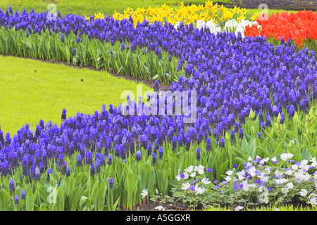 Narzisse (Narcissus spec.), Blumenteppich mit Tulpen und Traubenhyazinthen im Frühling, Niederlande, Norden der Niederlande Stockfoto