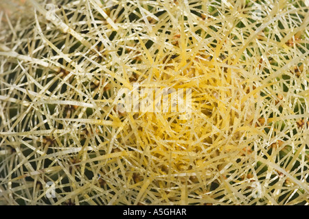 Barrel Cactus (Echinocactus Grusonii), Ansicht von oben Stockfoto