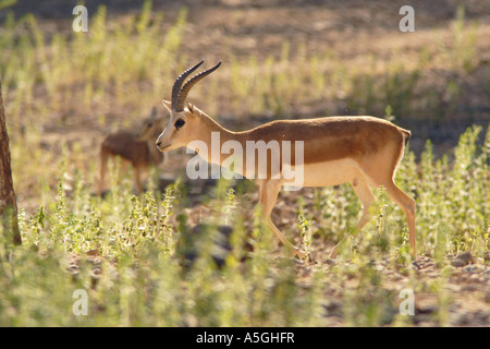 subgutturosa Gazelle, arabischen Sand Gazelle (Gazella Subgutturosa Subgutturosa), buck mit charakteristischen Kopf, Türkei Stockfoto