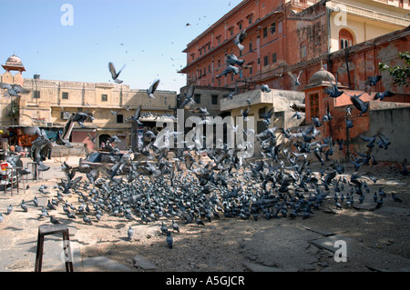 Tauben und Tauben (ONCFS), eine Herde von Tauben, Jaipur, Indien, Rajasthan Stockfoto