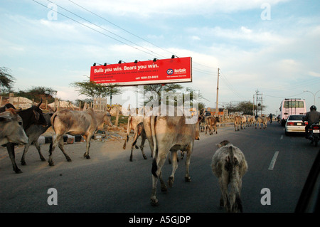Hausrind (Bos Primigenius F. Taurus), Kühe auf einer Straße, Haryana, Indien, Gurgaon Stockfoto