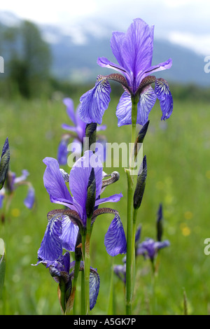 Sibirische Schwertlilie (Iris Sibirica), eine Gruppe von blühenden Pflanzen mit den Alpen im Hintergrund, Deutschland, Bayern, Chiemsee Stockfoto