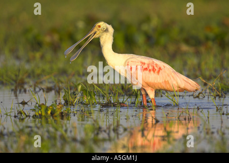rosige Löffler (Ajaia Ajaia), auf den Feed, Venezuela, Llanos de Orinoca Stockfoto