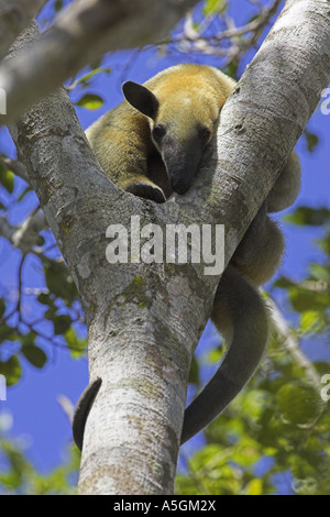 Nördlichen Tamandua, Ant-Bärchen (Tamandua Mexicana), auf einem Baum, Venezuela, Llanos de Orinoca Stockfoto