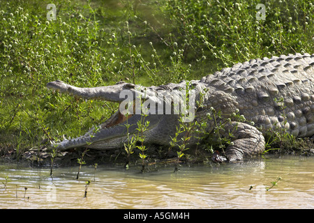 Orinoko-Krokodil (Crocodylus Intermedius), öffnen Sie mit Mund, Venezuela, Llanos de Orinoca Stockfoto