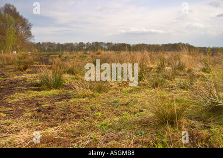 Ansichten von Lindow Moos wo Pete Marsh Lindow Mann entdeckt wurde Stockfoto