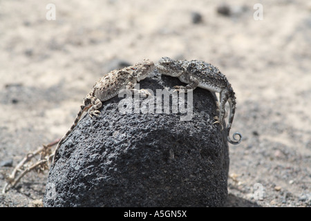 Sunwatcher Toadhead Agama, unter der Leitung von Kröte Eidechse (Phrynocephalus Helioscopus), zwei Rivalen auf Vulkangestein, Türkei, Anatolien, Arar Stockfoto