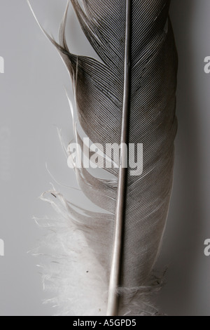 Schließen Sie herauf Farbe Bild einer einzelnen Feder erschossen im Detail und in das Studio auf einem weißen Hintergrund Stockfoto