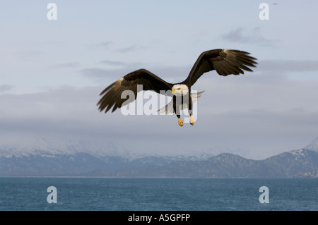 Ein Weißkopfseeadler fliegt auf der Suche nach Fisch. Homer, Alaska Stockfoto