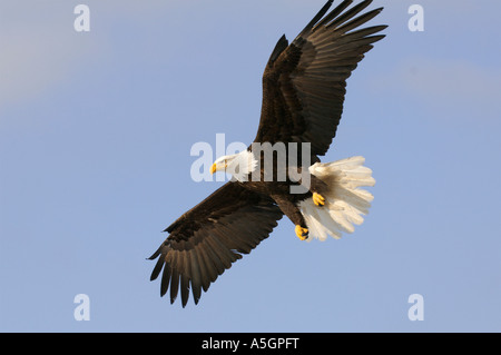 Ein Weißkopfseeadler fliegt auf der Suche nach Fisch. Homer, Alaska Stockfoto