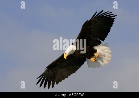 Ein Weißkopfseeadler fliegt auf der Suche nach Fisch. Homer Alaska Stockfoto