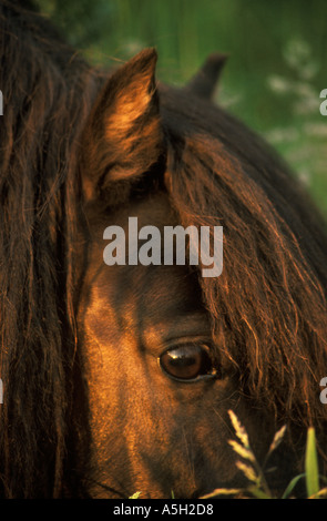 Ein Pony Weiden in einem Feld Stockfoto