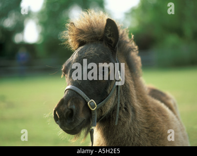 Shetland-Pony Fohlen stehen in einem Feld Stockfoto