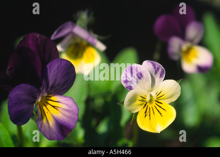 Berg Stiefmütterchen Viola Lutea Nahaufnahme von einer kleinen Gruppe wächst im oberen Weardale Stockfoto