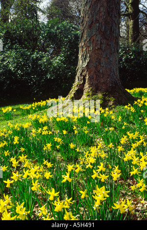 Narzissen-Display in einem öffentlichen Park Dundee Schottland Stockfoto