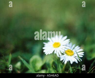 Gänseblümchen auf dem Rasen Stockfoto