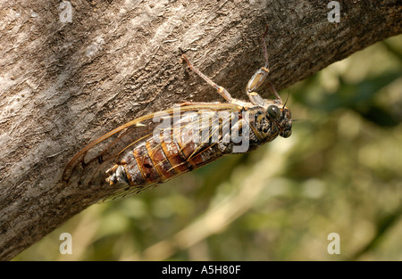 Zikade getarnt auf einem Olivenbaum Stockfoto