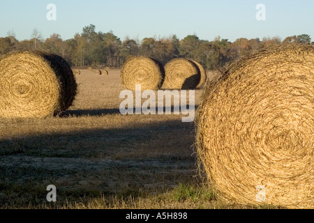 Hay rollt im Feld in der Nähe von Ocala, Florida USA Stockfoto