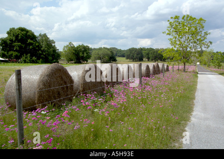 Heuballen rollt hinter Zaun mit Bereich von wilden Blumen in Florida USA Stockfoto
