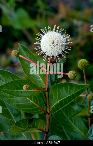 Buttonbush Pflanze in voller Blüte Stockfoto