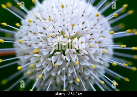 Nahaufnahme der Buttonbush Pflanze in voller Blüte Stockfoto