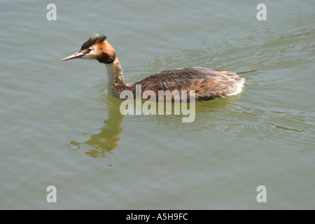 Eine große crested Grebe im Hochsommer Gefieder Stockfoto